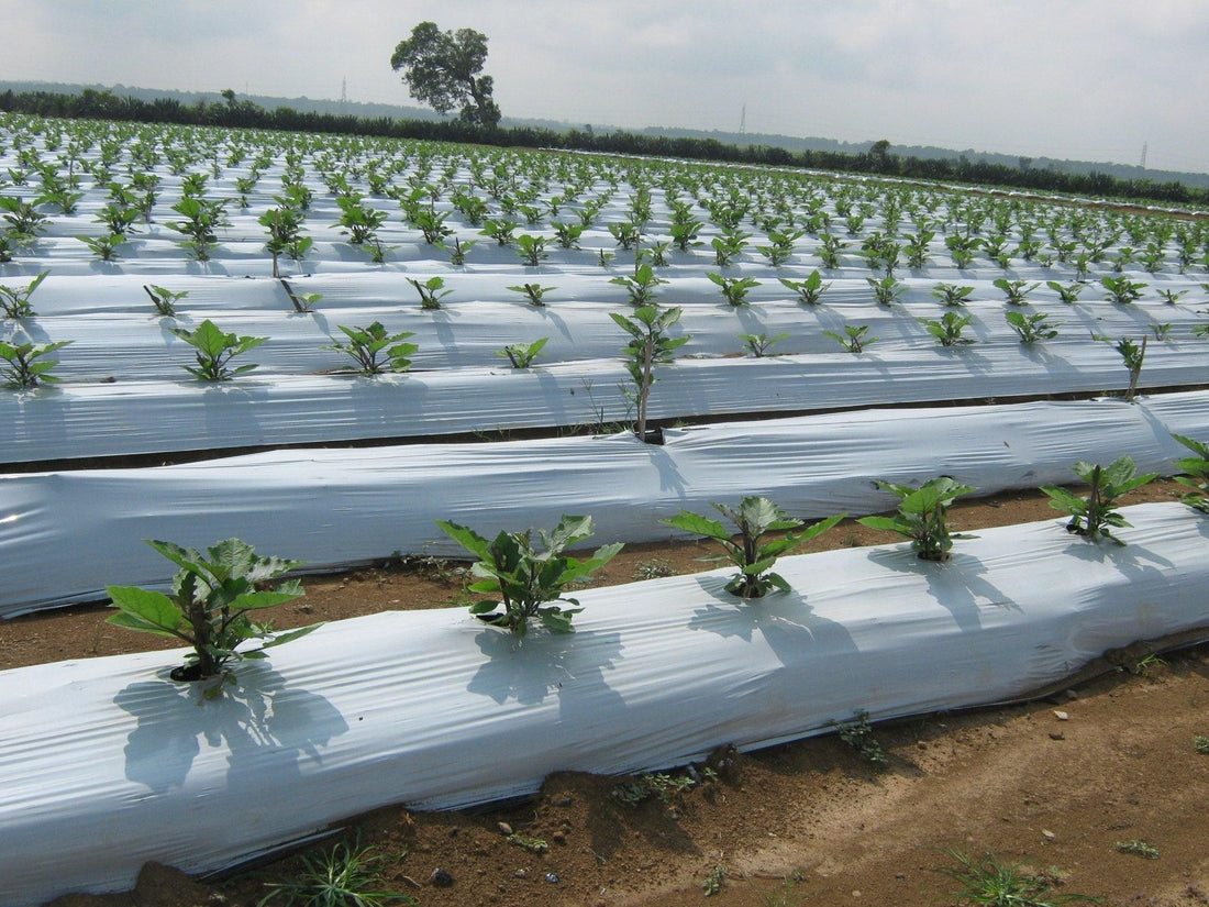 Usos y beneficios del Mulch film en la agricultura - Inversiones Austral ecommerce