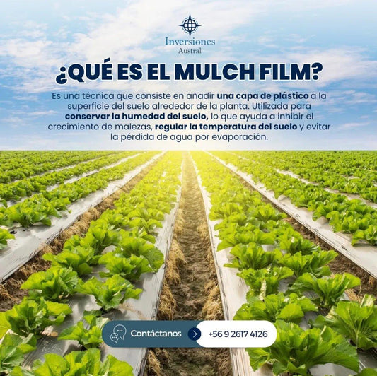 MULCH FILM CONTROL DE MALEZA, HUMEDAD Y TEMPERATURA EN SIEMBRAS - Inversiones Austral ecommerce