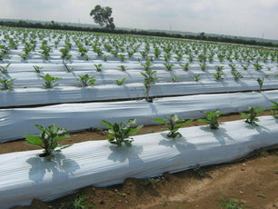 Mulch Film Bicolor Antimaleza 100 Cms x 400 Metros 30 Micrones - Inversiones Austral ecommerce